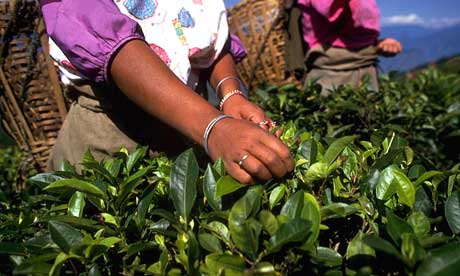tea plantation workers