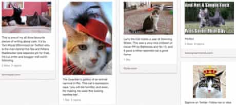 Pinterest cats