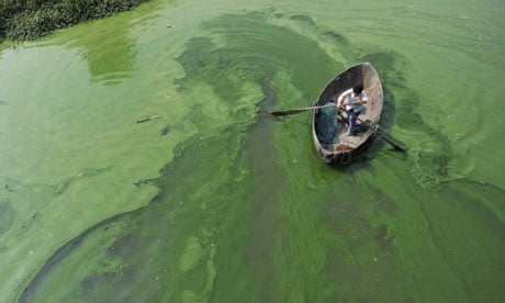 Fisherman rows a boat in the algae-filled Chaohu Lake in Hefei