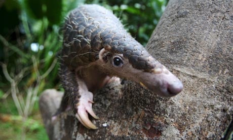 Workshop held in Singapore for conservation of pangolins