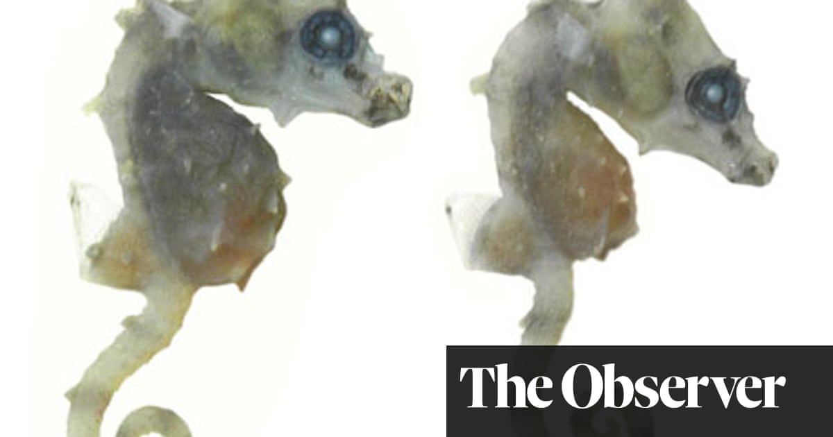 New to Nature : The world's smallest sea horse | Animals | The Guardian