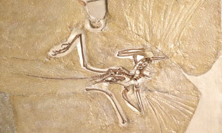 naturalarchaeopteryx