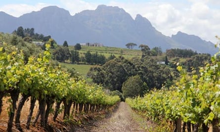 Vineyards by the Hottentots Holland mountains