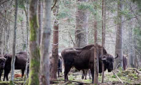 A herd of wild bison in the Bialowieza forest.