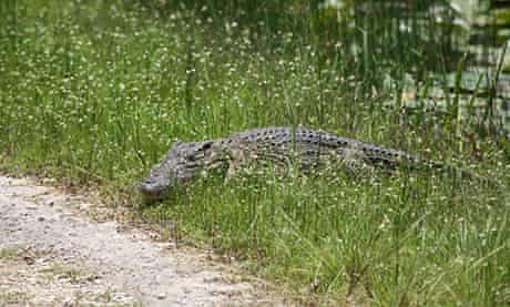 American crocodile 