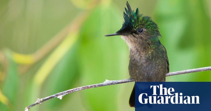 St Kitts wildlife – in pictures | Travel | The Guardian St Kitts wildlife – in pictures | Travel | The Guardian