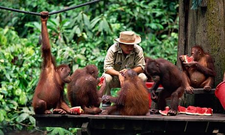 Meeting orangutans in Borneo, Borneo holidays