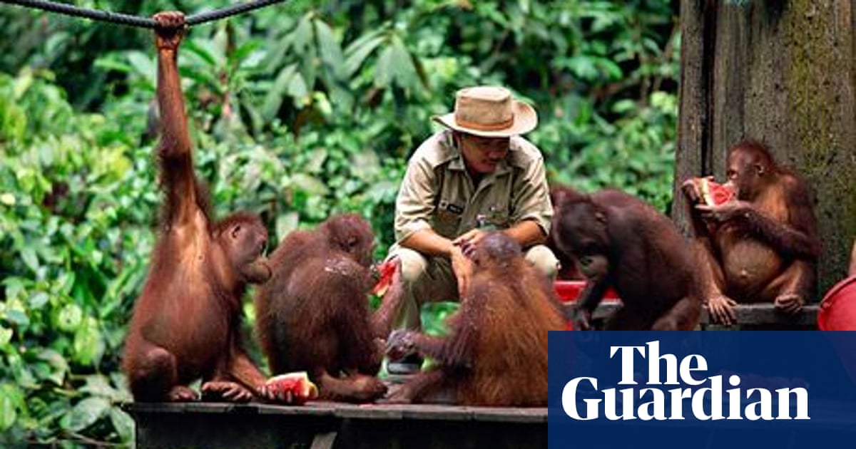 Meeting Orangutans In Borneo Borneo Holidays The Guardian