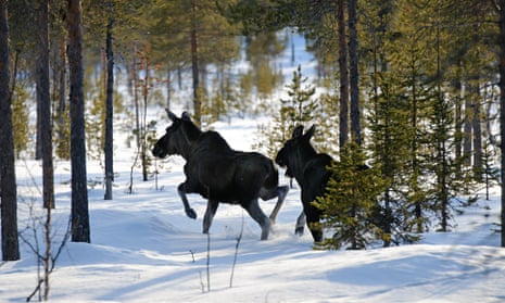 Moose in Swedish forest