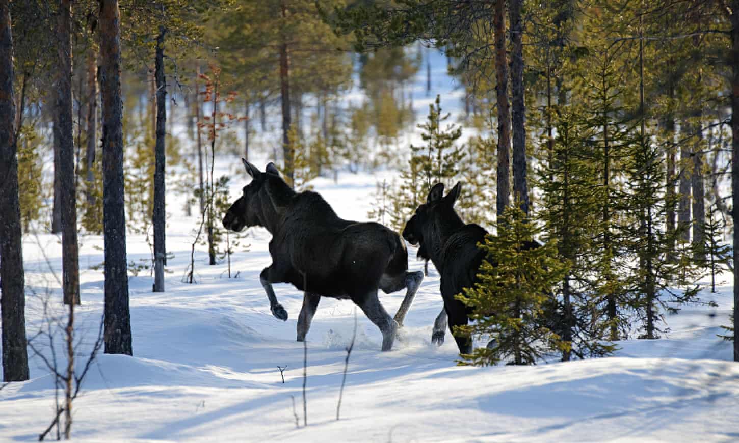 Say boo to a moose in Sweden
