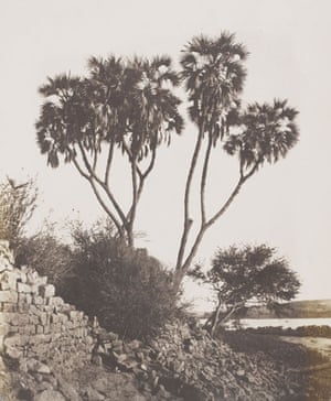 19th-century travel: Doum palm and mimosa, Kalabsha, Egypt,  1851–2