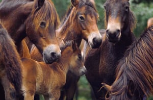 Wildlife in Britain: Exmoor ponies