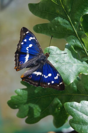 Wildlife in Britain: Purple emperor butterfly