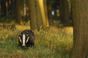 Wildlife in Britain: Badger in a forest, England