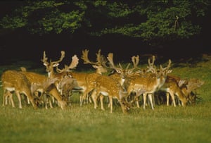 Wildlife in Britain: Herd of fallow deer grazing