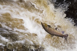 Wildlife in Britain: Salmon jumping in a waterfall