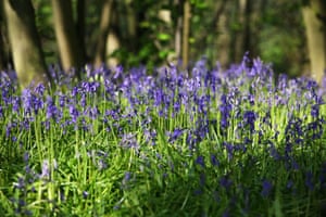 WIldlife in Britain: Bluebells in spring