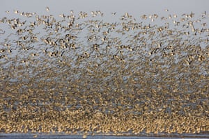 WIldlife in Britain: Dense flock of birds, Snettisham, UK