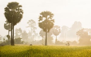 Travelling Light: Rice Paddy, Cambodia by Philip Lee Harvey