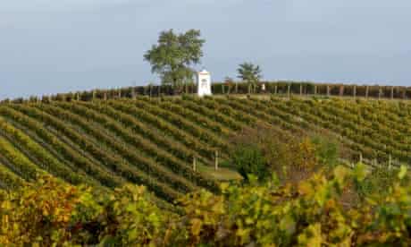 vineyard Southern Moravia Czech Republic