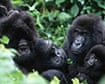 Trail Gorillas: Family of mountain Gorillas