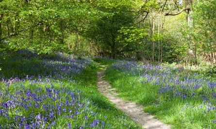 Bluebells in Newton Wood below Roseberry Topping, North Yorkshire