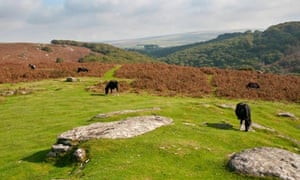 Ponies grazing at Dewerstone, Dartmoor, Devon
