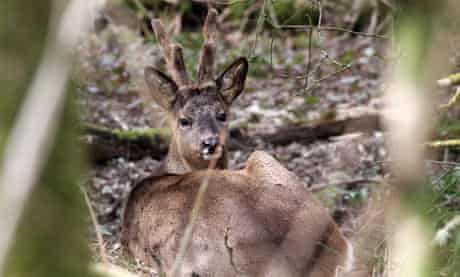 A roe deer in the woods.

Galloway Beach
Kevin Rushby