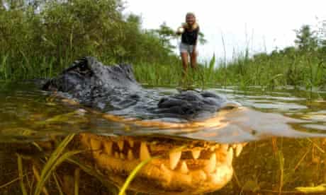 A Florida alligator in the Everglades