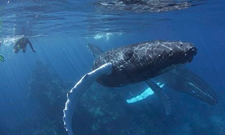 Swimming with a Humpback and young