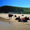 Cows lazing on the beach, Coffee Bay