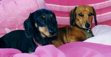 Justine Hankins' miniature dachshunds