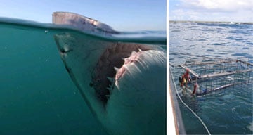 Shark diving, South Africa