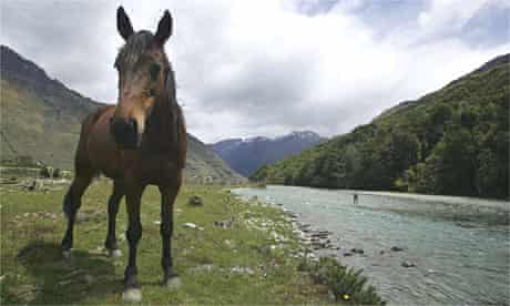 Wild horse on the bank of the River Lochy, New Zealand