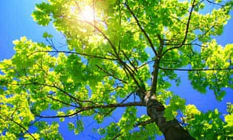 Sunlight in tree
