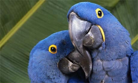 Back in Brazil – Rare Macaws: The Blue Birds of Brazil - Owen