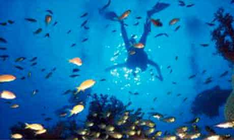 A diver off a coral reef