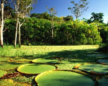 Amazon river in Brazil