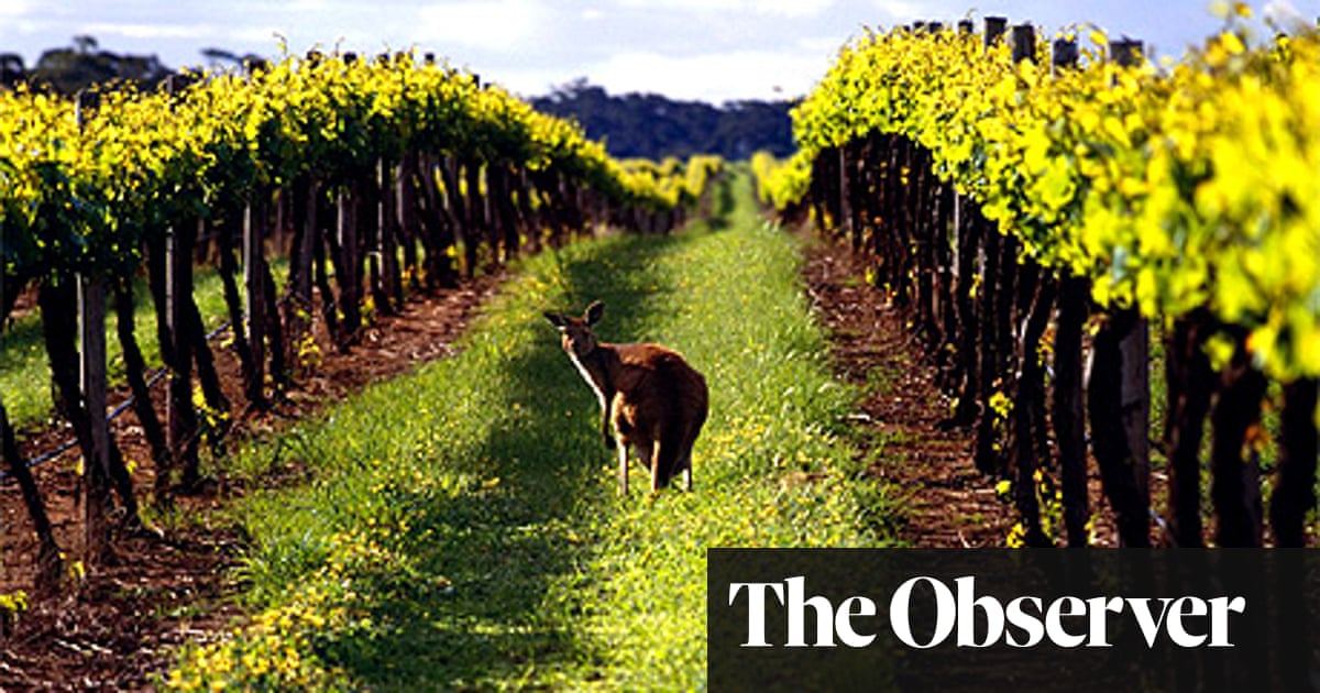 Виноградники австралии Виноградники австралии