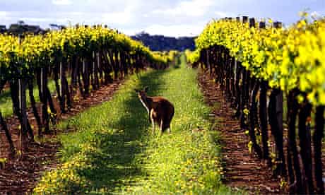 A local visitor to Australian vineyard