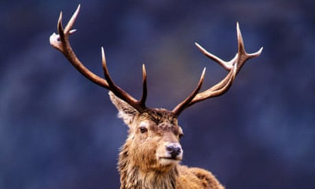 Red deer | Wildlife | Guardian