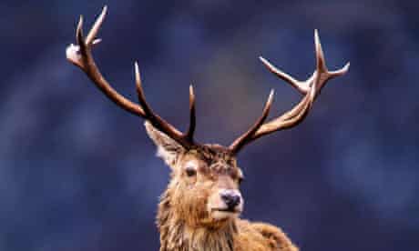 Red deer, mature stag, Scotland