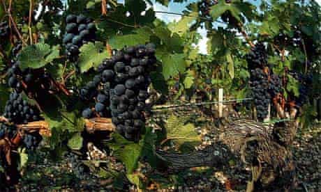 Grapes ready for wine harvest, Bordeaux, France