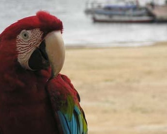 Macaw at Tiwa Eco Resort, Brazil