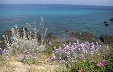Flowers along the coastal path, Desert des Agriates, Corsica