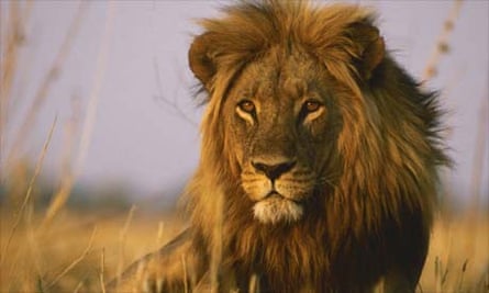 Africa S National Parks Failing To Conserve Large Mammals Study Shows Conservation The Guardian