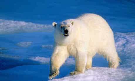 Adult polar bear, Arctic Norway