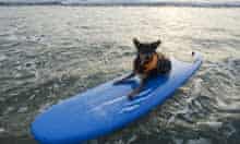 Dog on Surfboard, California, USA