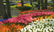 Spring tulips, Haarlem, Netherlands