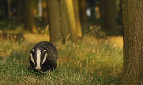 A Badger foraging in forest, UK